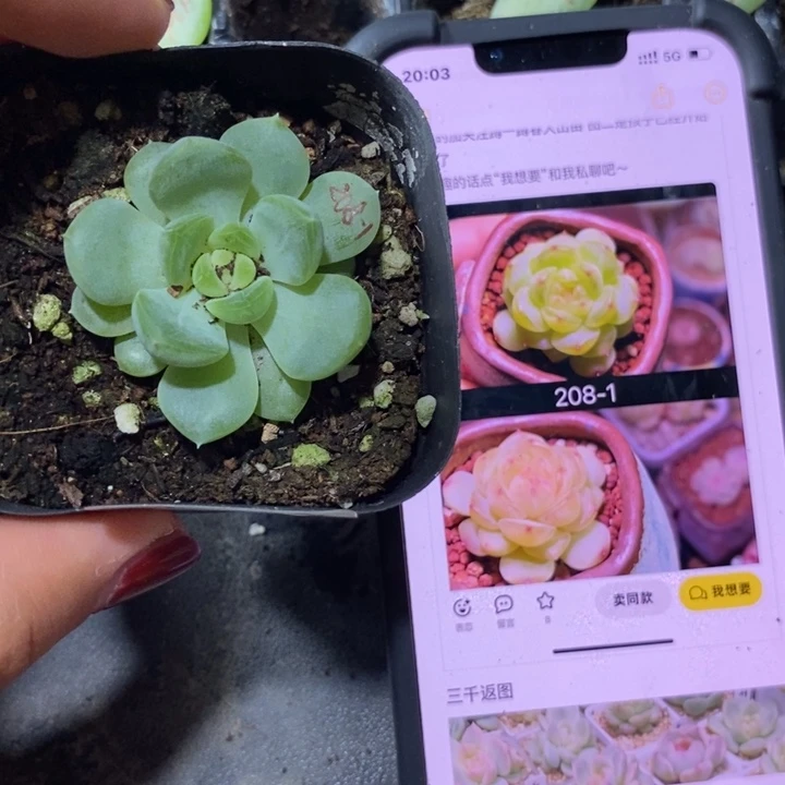 标签175甜心208-1一个多肉