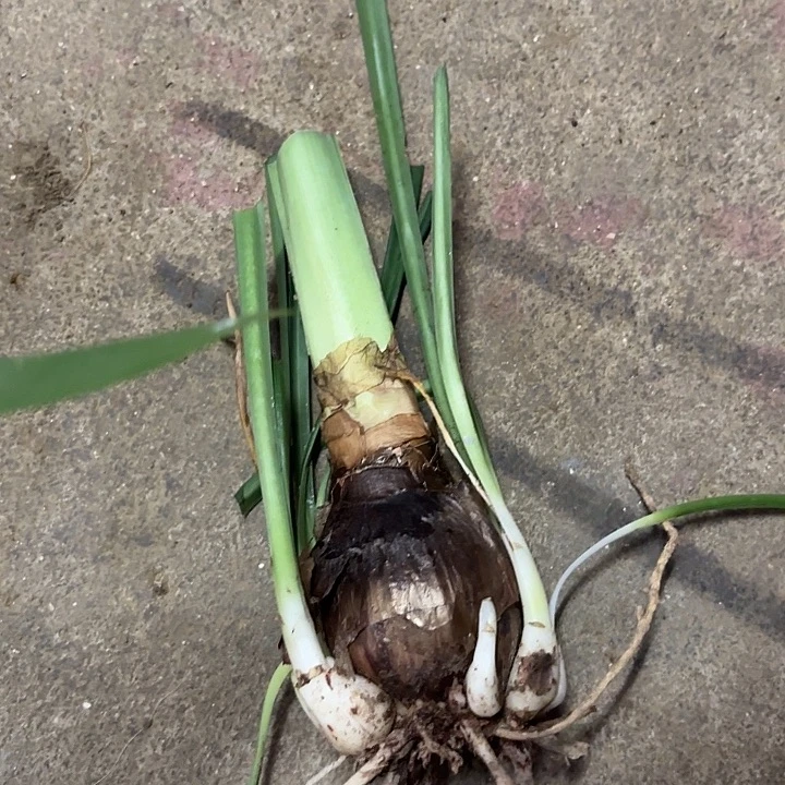 无花朵火凤凰（亲朋福利