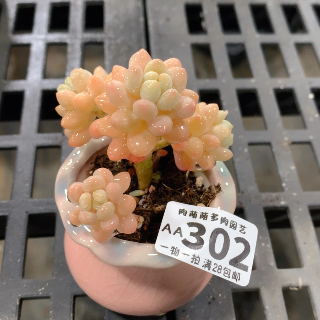 肉萌萌拇指盆精控多肉AA302