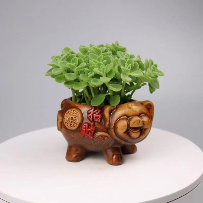 甄选【属猪一抹香】碰碰香盆栽植物室内阳台可食用好养活四季长青