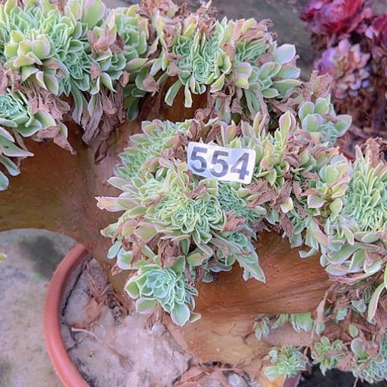 拂****多肉植物一个有伤白凤