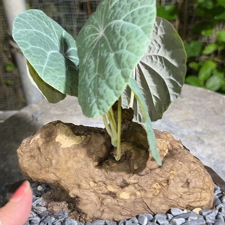 潮流植物一叶龟D90