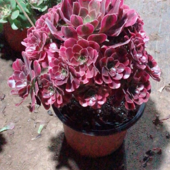 三***资无花朵美杜莎法师多肉植物94号