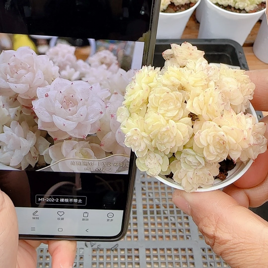 1224-31（m1-202-2）优选多肉