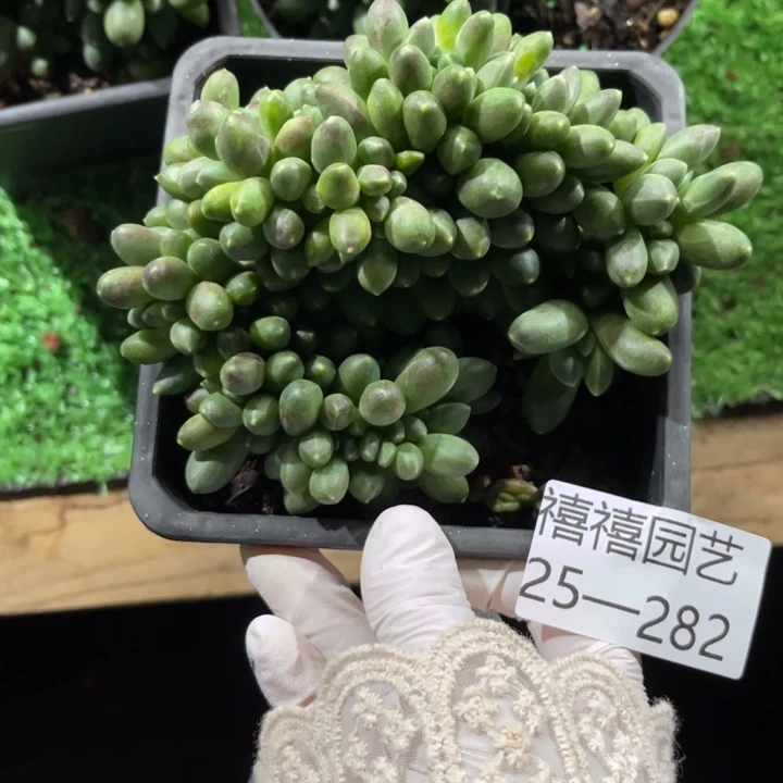 25-282千代田缀多肉植物