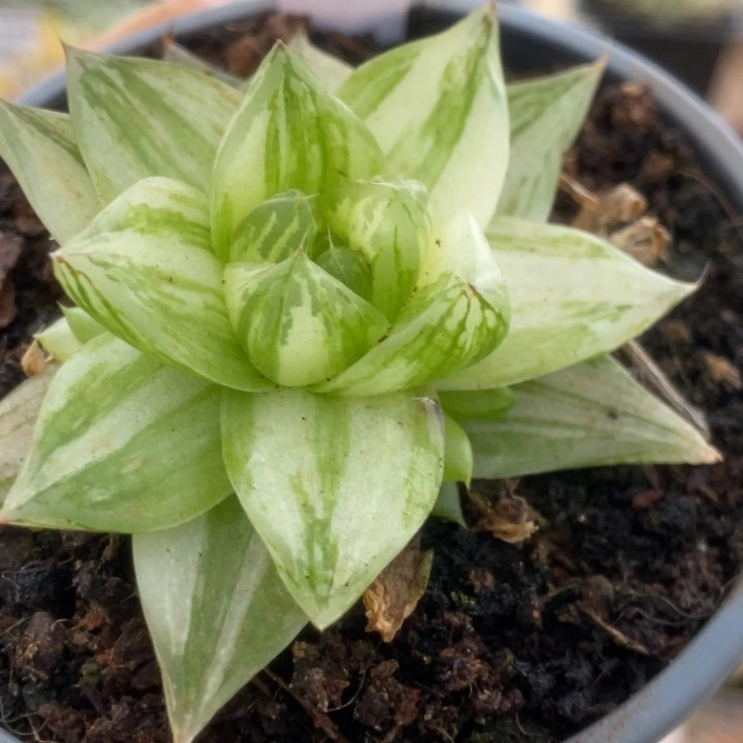 317金之华锦锦锦锦锦锦锦