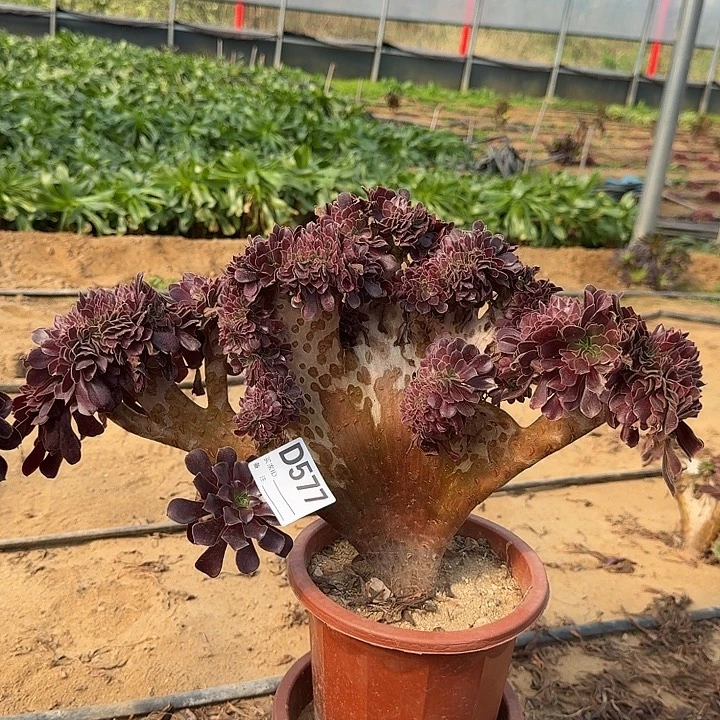 577欧紫一颗呀呀呀呀