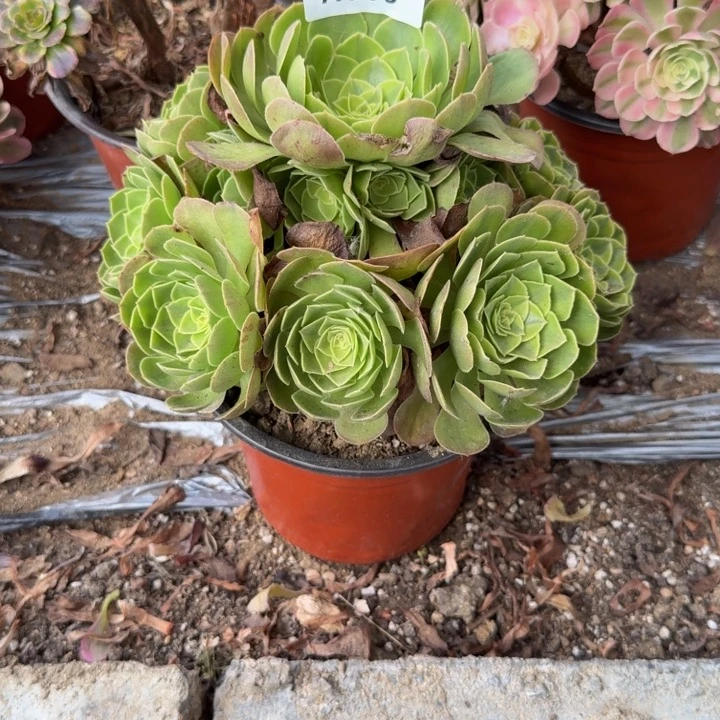 夏***风065雨荷 多肉植物
