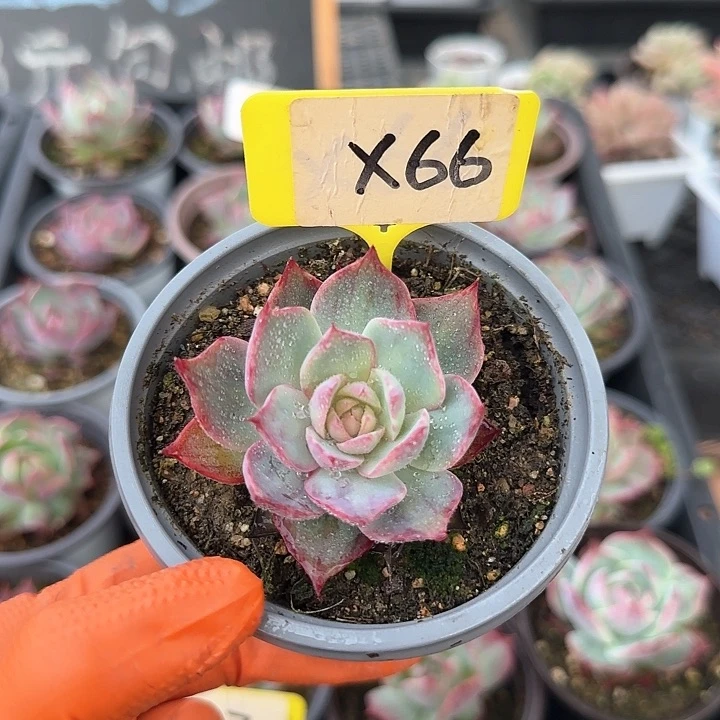 DX66惊鸿单头多肉
