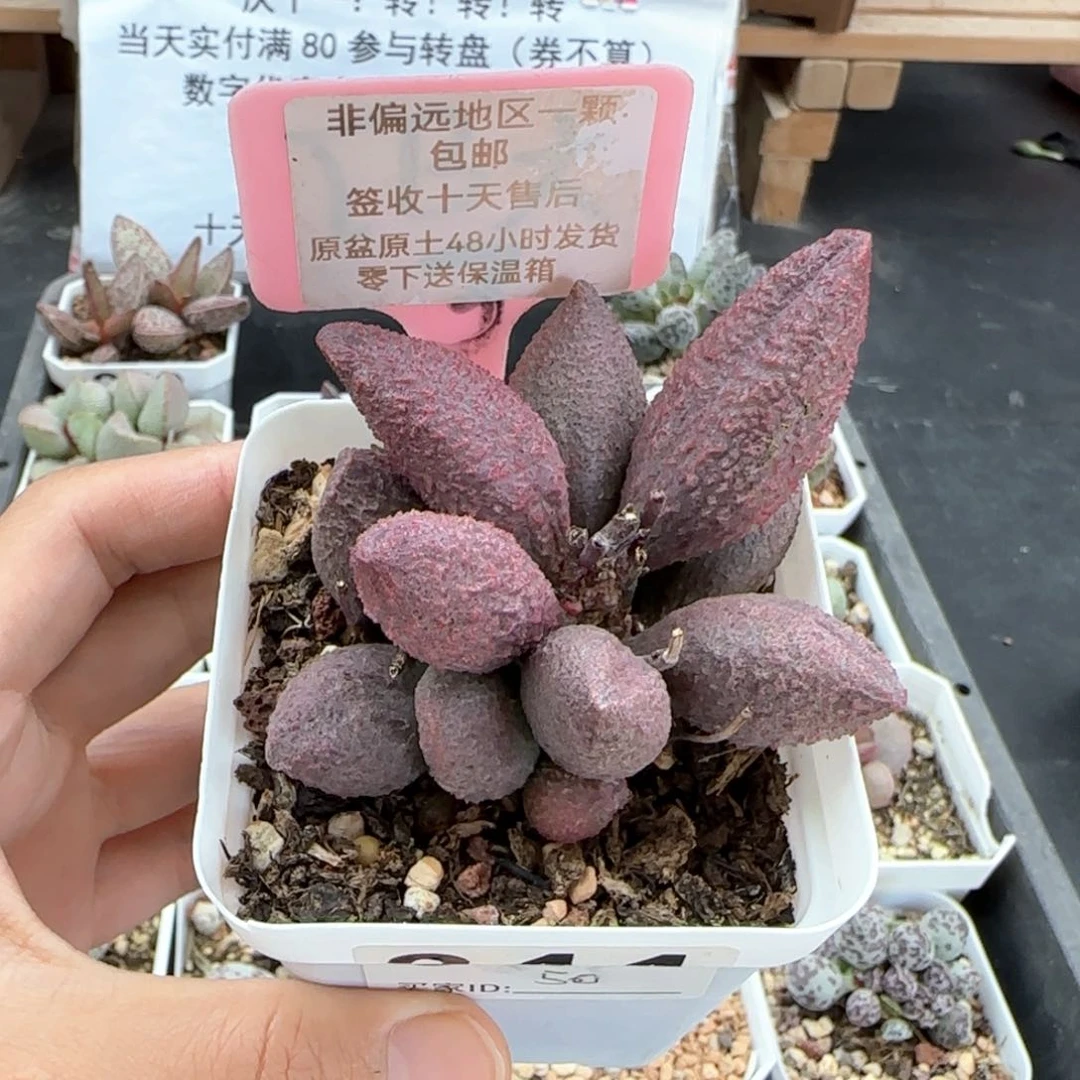 344红粉哈莫杂多肉