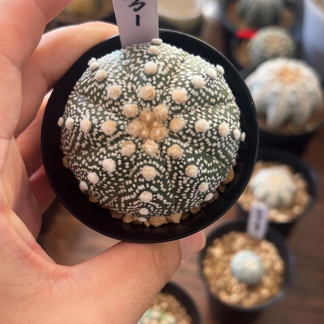 毛羽立6公分编码31