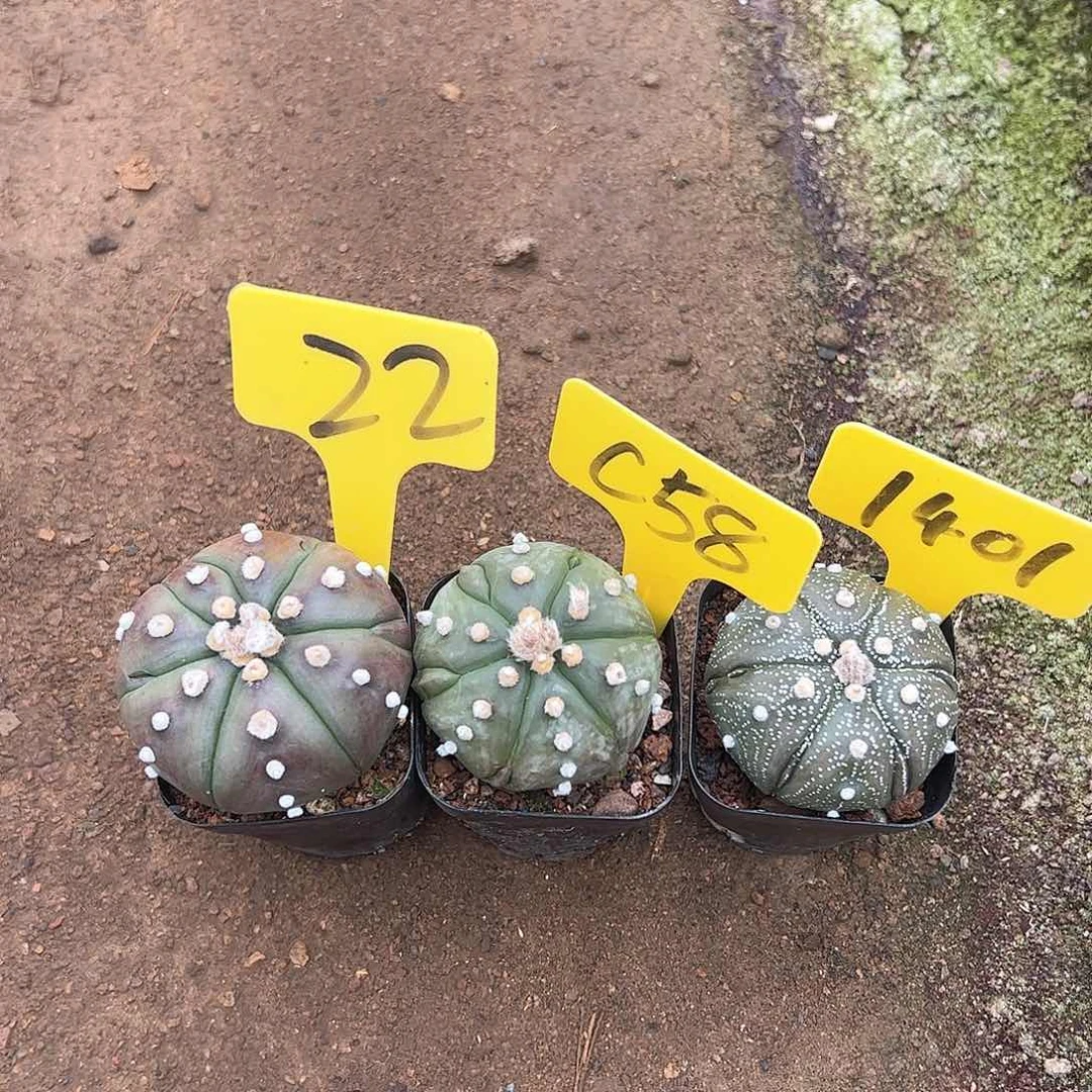 兜3棵，偏远不包邮