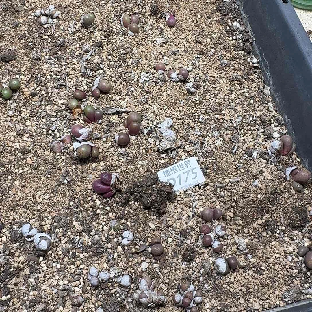 多肉植物的润泽ghnm