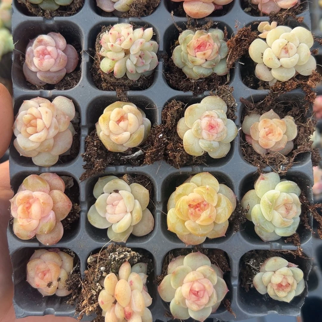 七****糖心多肉一物一拍