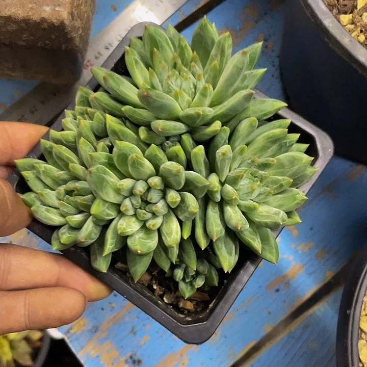 青花瓷一物一拍哦哦