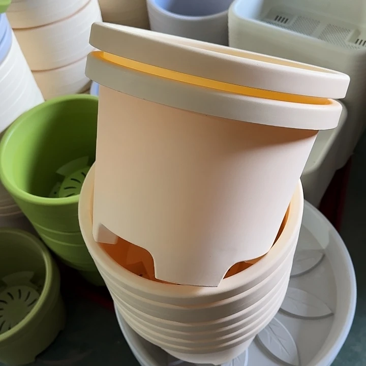 球根32口径5个无托米黄