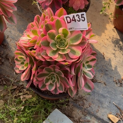 粉女巫多肉植物法师不包损