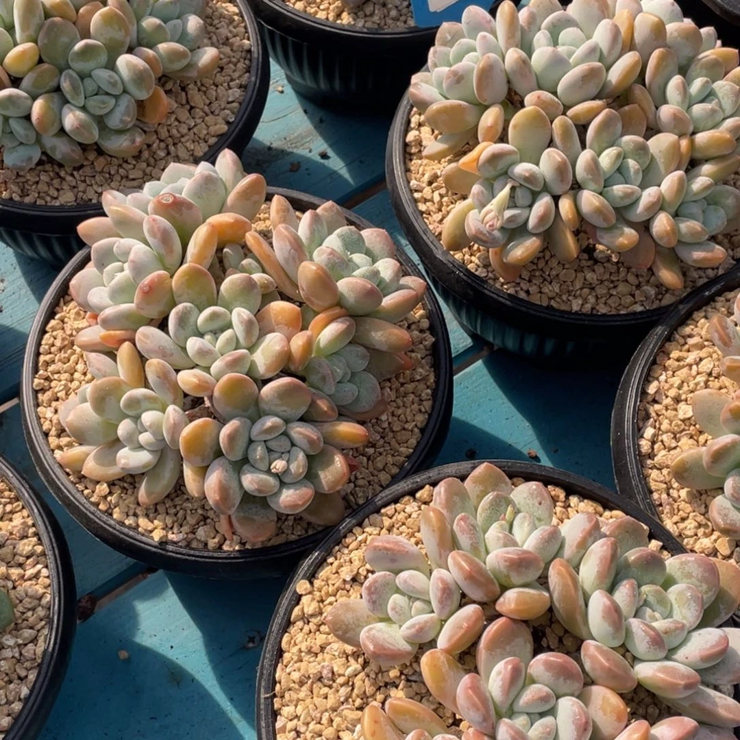 1207-29-大群捧花奶糖超多头一颗