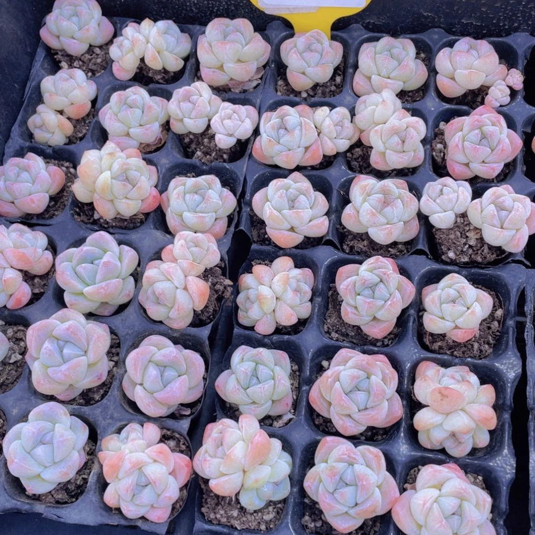 1201号 奶油钻石冰玉九个