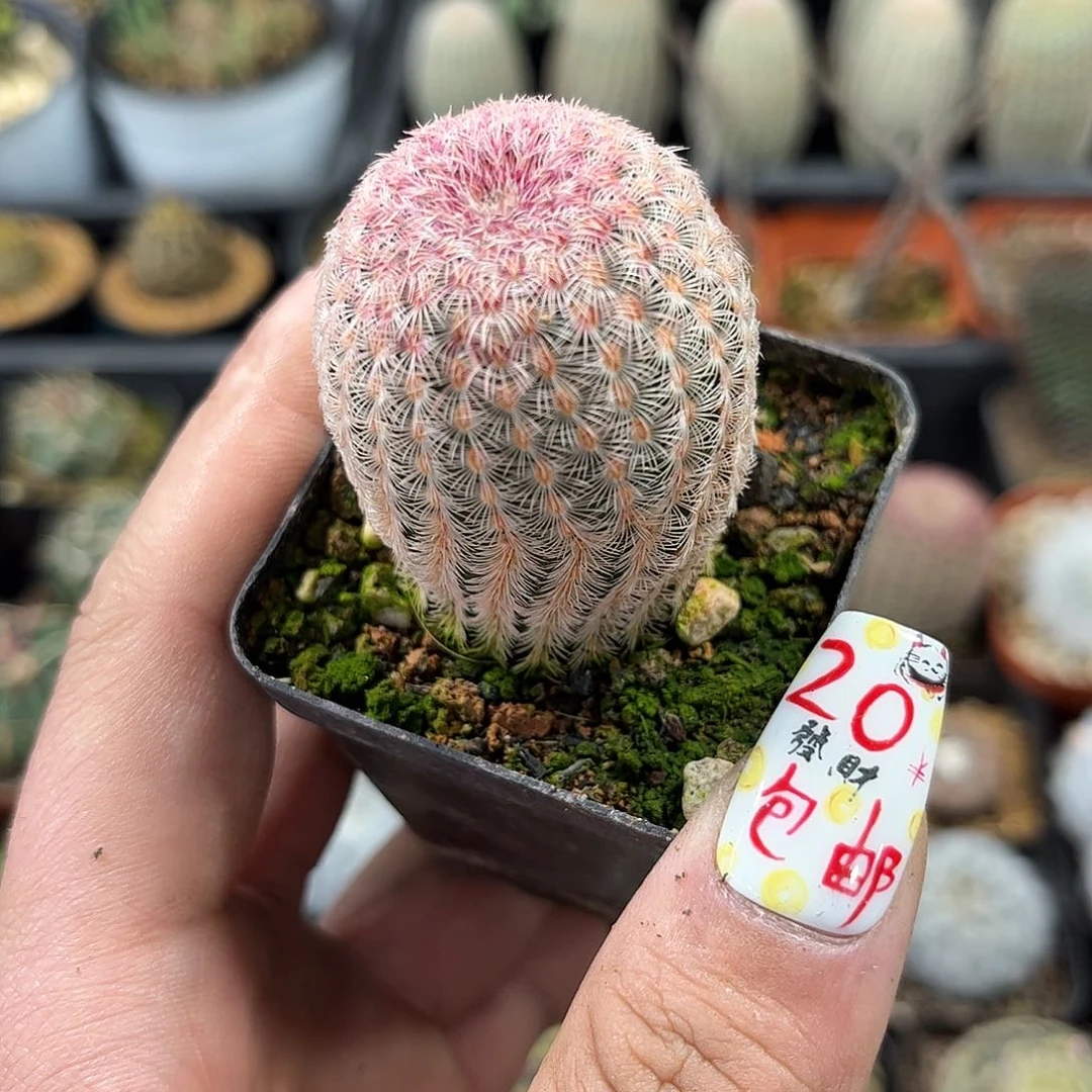 红太阳单头发货有根