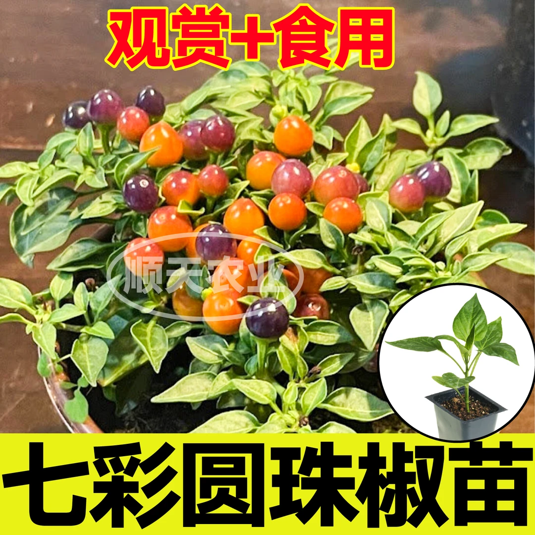 寿光七彩多彩小辣椒秧苗尖椒朝天椒种子观赏食用四季阳庭院台盆栽