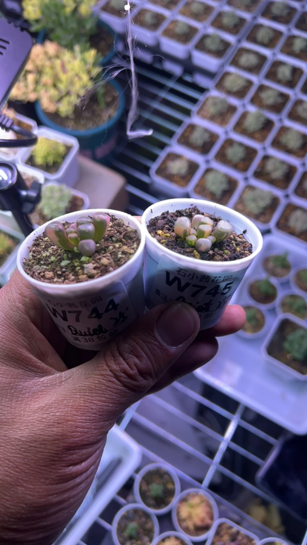 quiet-五十铃玉锦x2-多肉植物