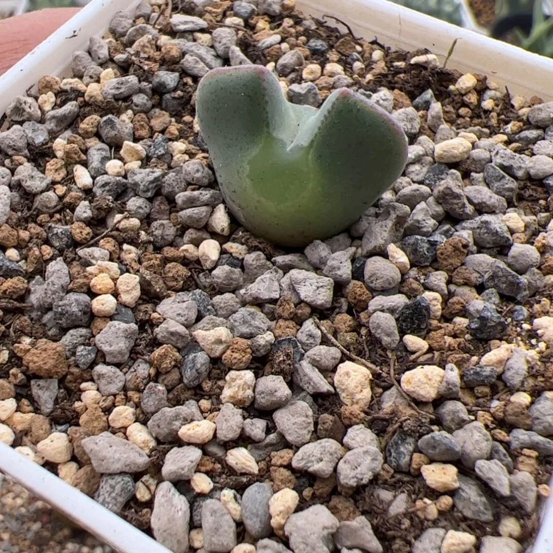 10.21大眼睛多肉植物510
