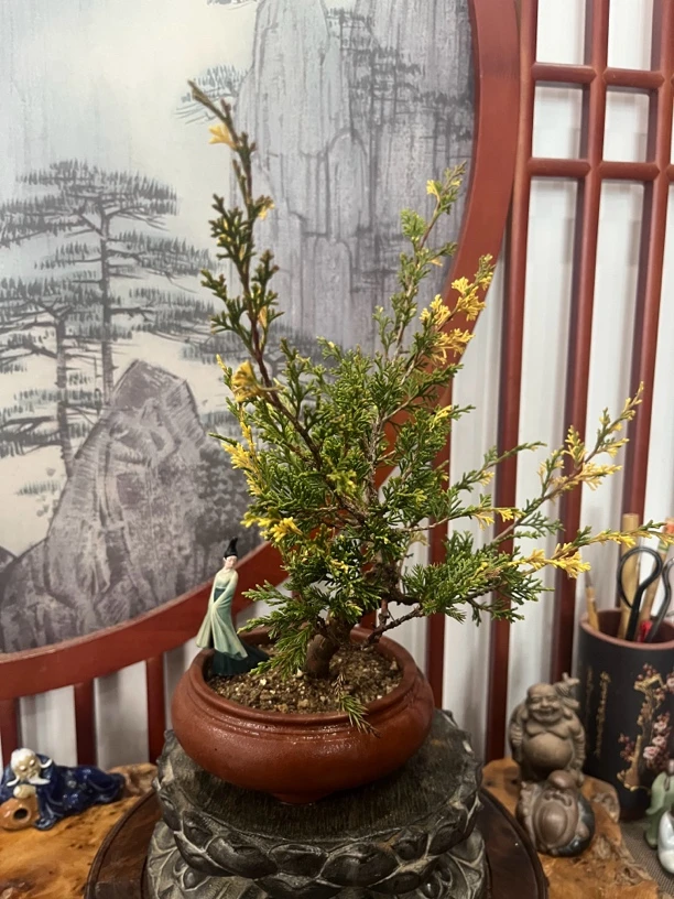日本宫版斑入系鱼川真柏盆景:稀少品种,黄绿颜色美,一物一拍