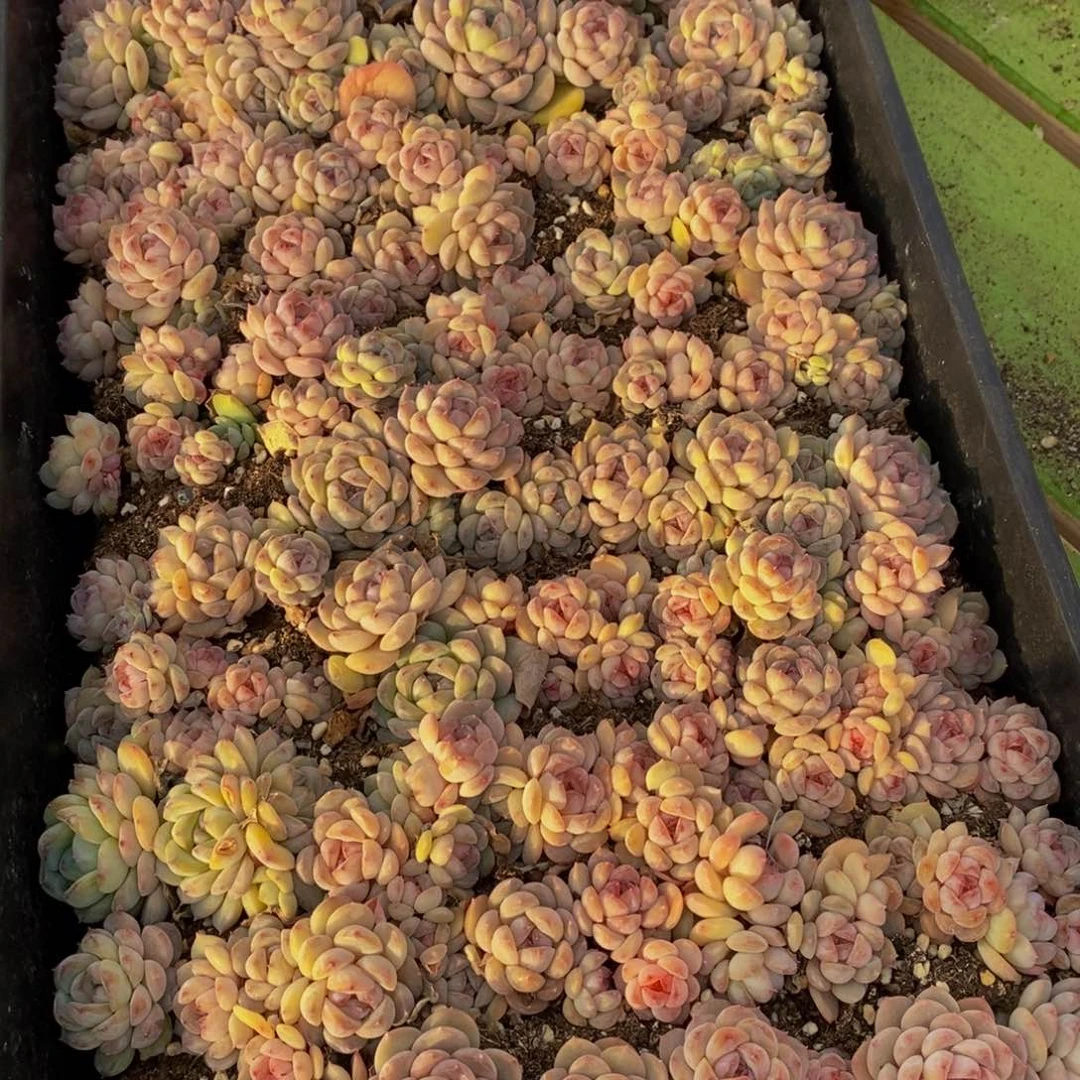 068的人生态度是一