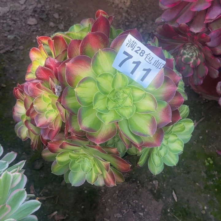 711韶华多肉植物