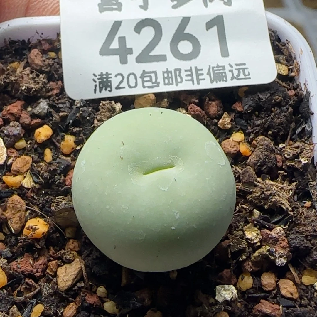 鸽子蛋1.9➕脱土。