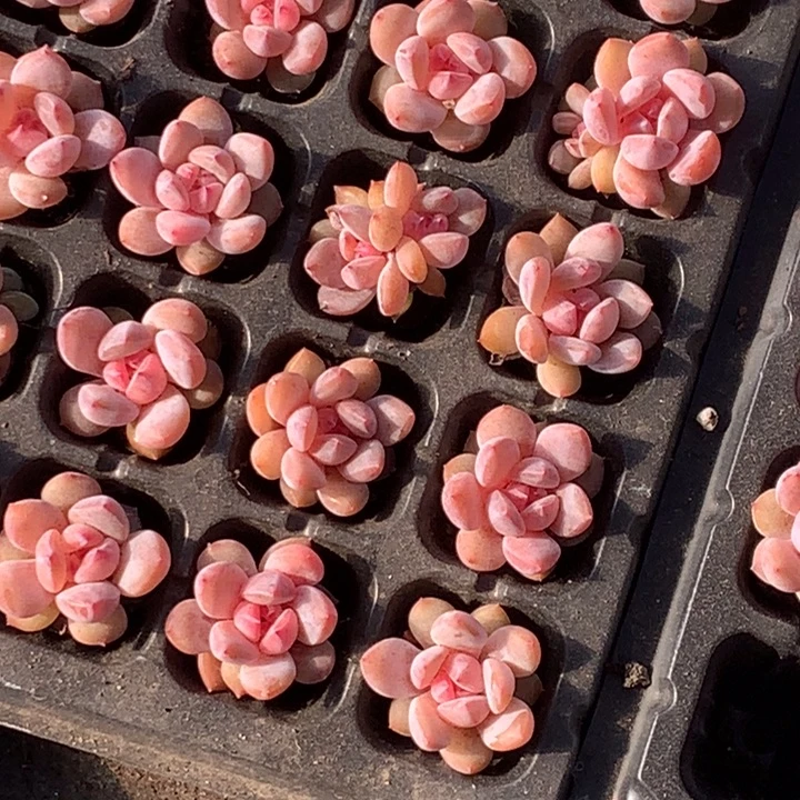 樱花奶20颗   （满9.99包邮不满9.99发叶子）