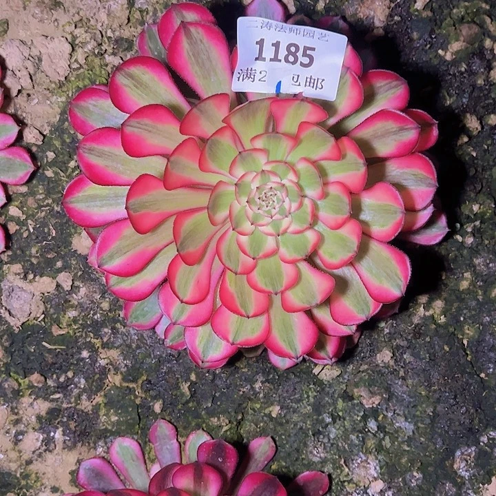 1185红铜白多肉植物量