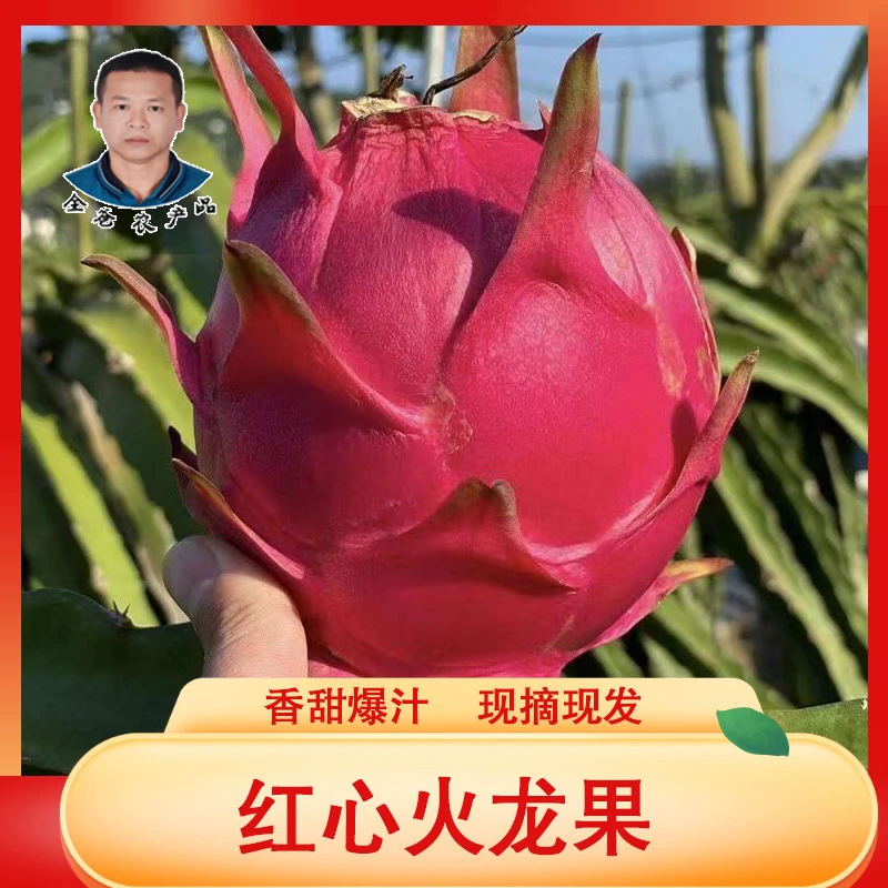 【全爸专属】金都一号红心火龙果爆汁新鲜现摘3斤坏果包赔
