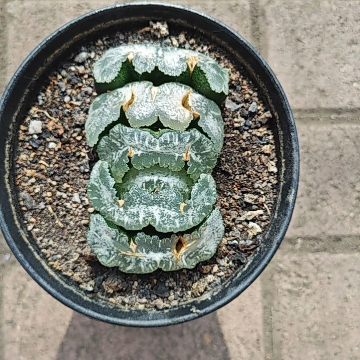 猛犸玉扇一颗多肉植物