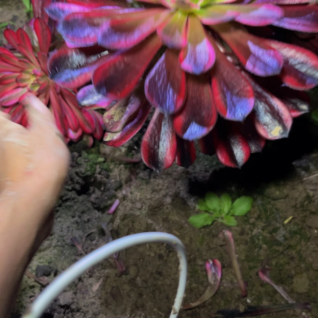 十里红妆多肉植物捧花的