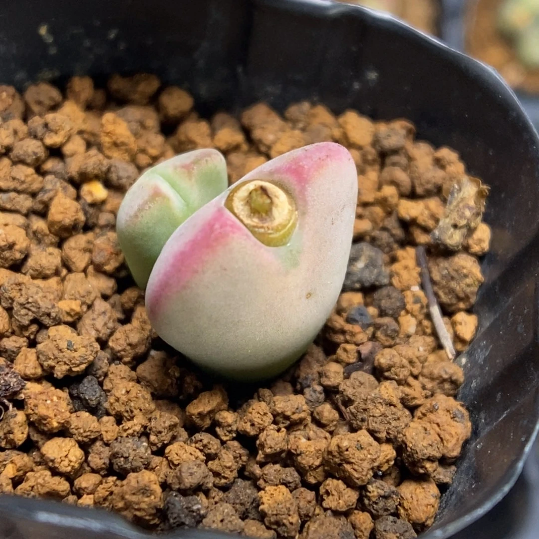 多肉植物肉锥杂交K-800