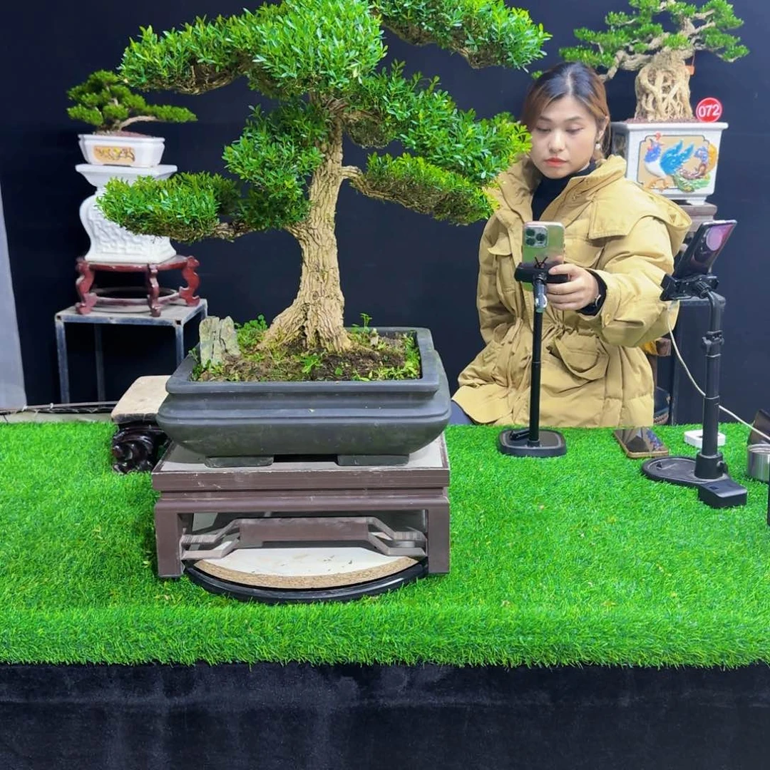 当前无花朵，栽培后可花朵
