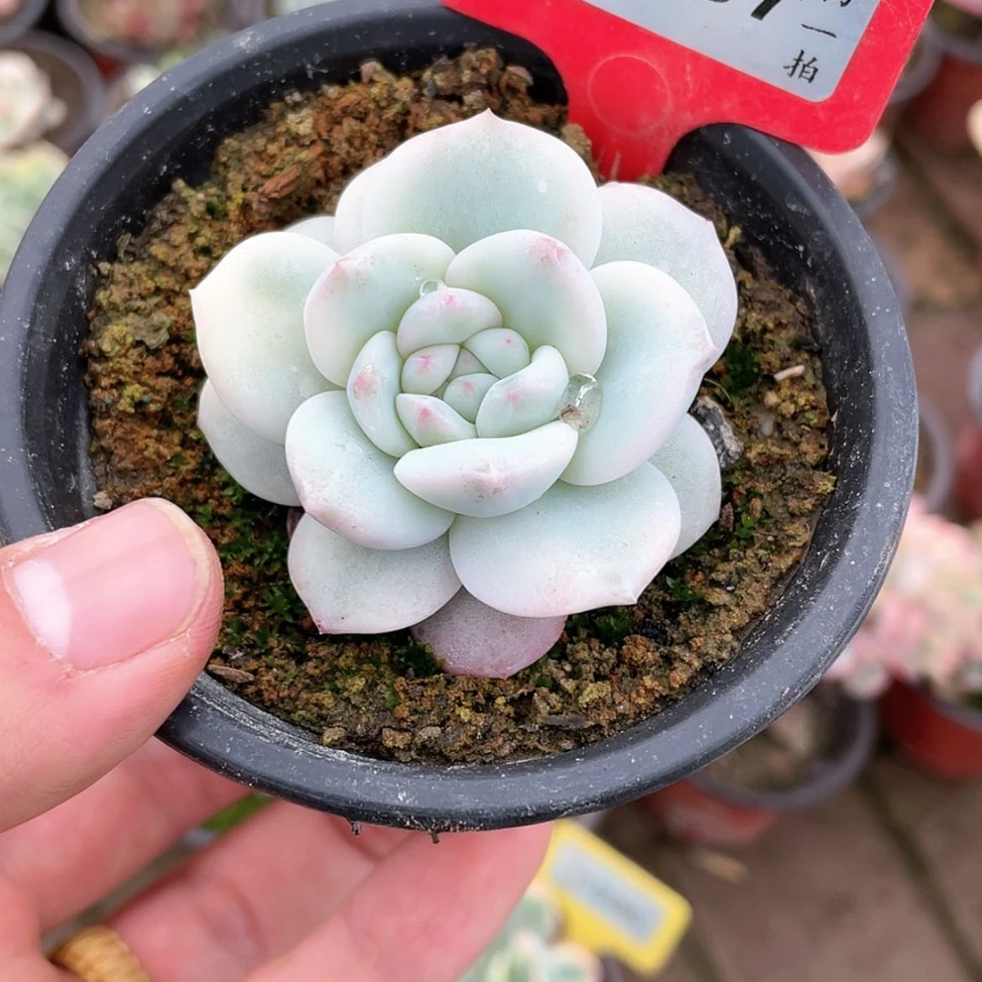 【闪购商品】莉*1087号