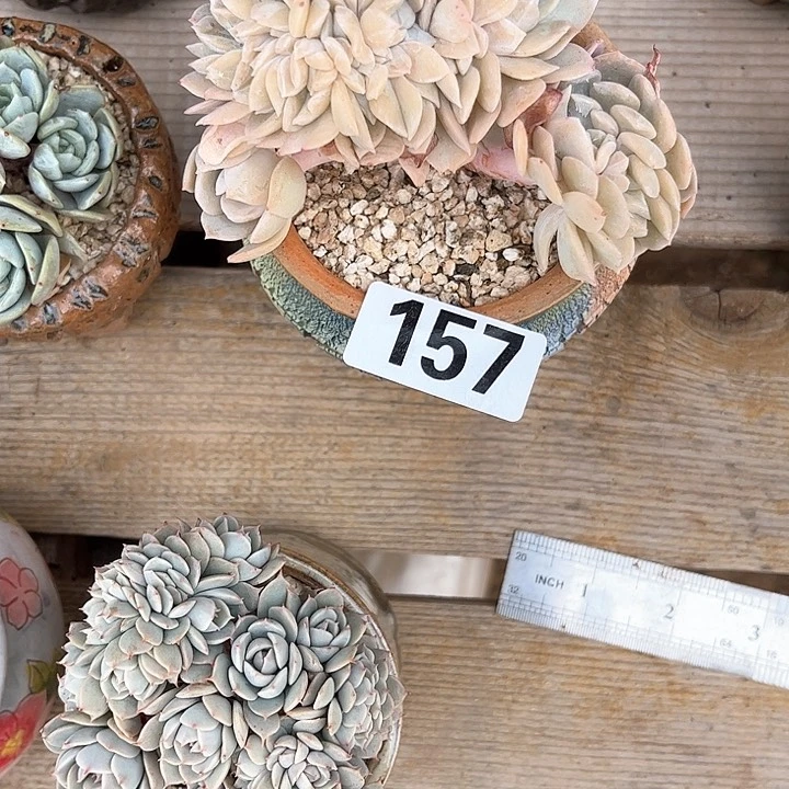 ?**?多肉植物一物一拍