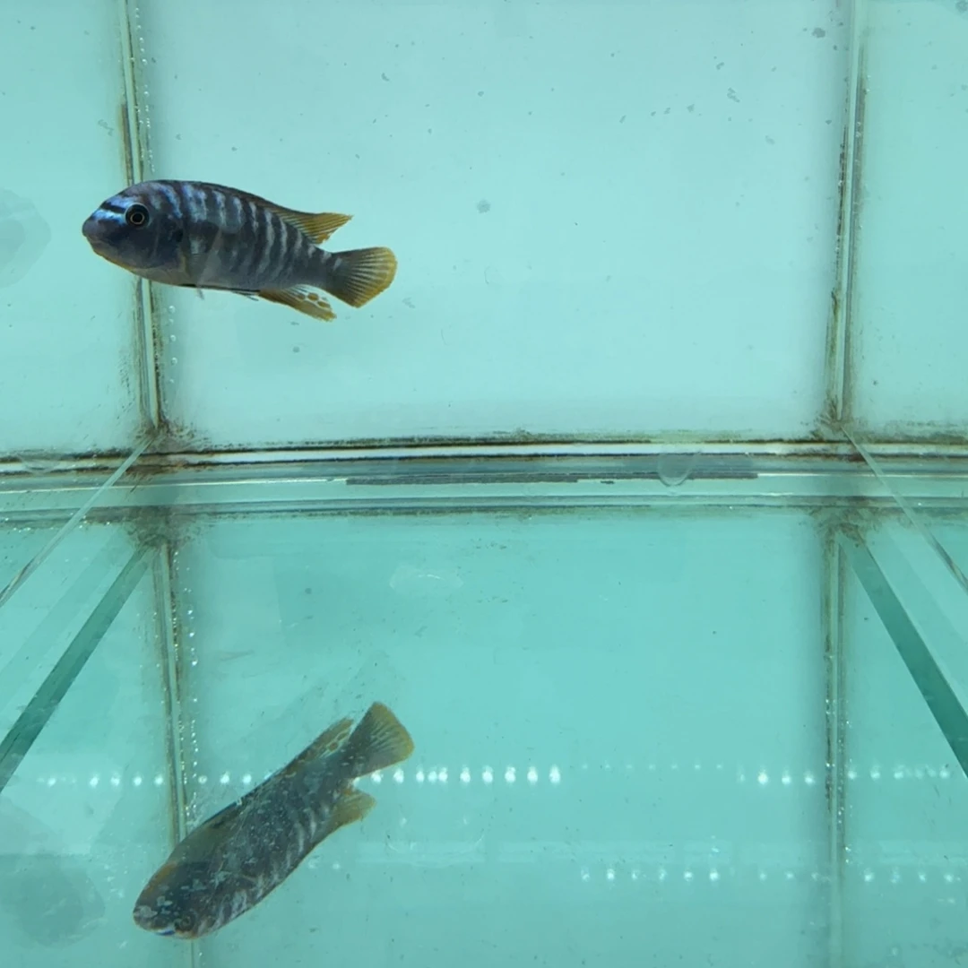 慈鲷1006mbj小丑。