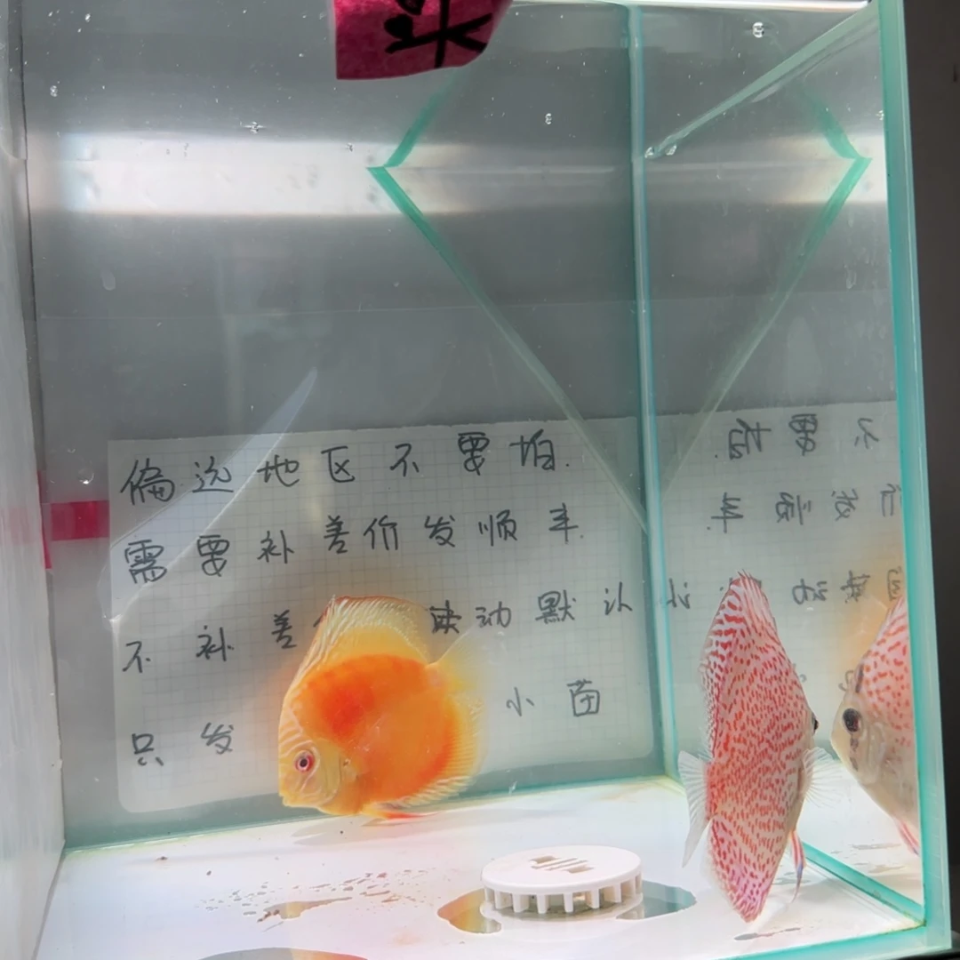 七彩神仙鱼肉身7-8偏远地区不拍