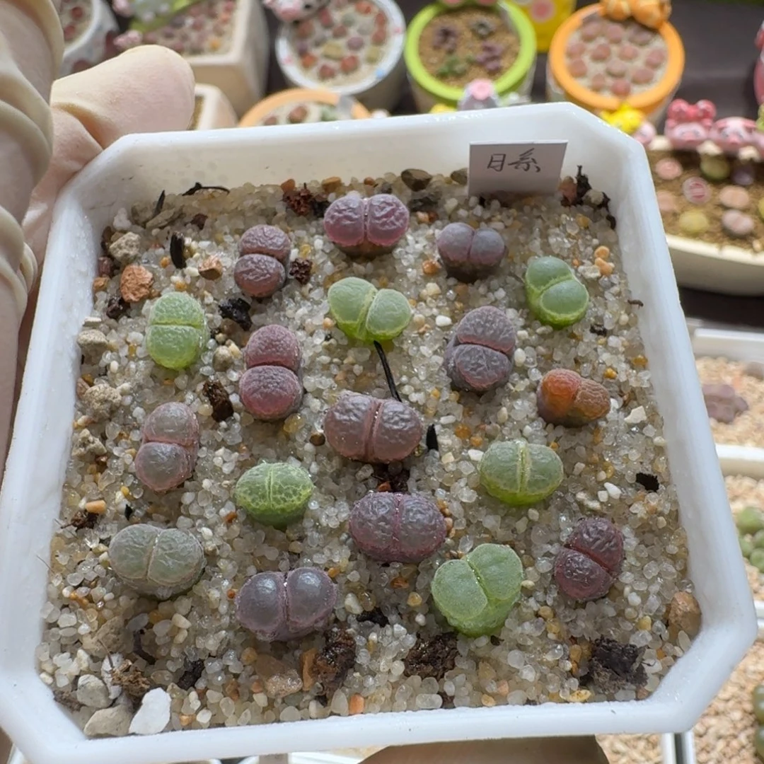 颖***0915-068日系风铃