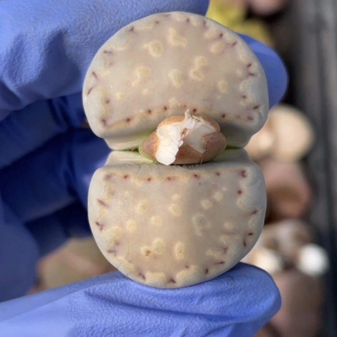 非偏远满20包邮418