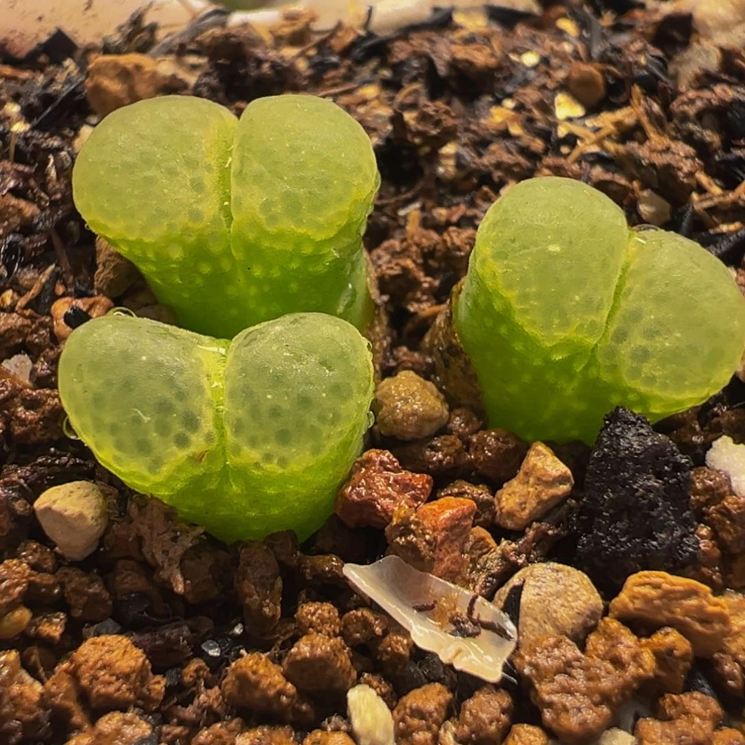 粉芭比多肉植物盆栽