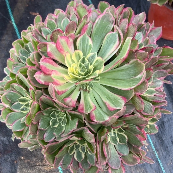 万彩灯多肉植物花花