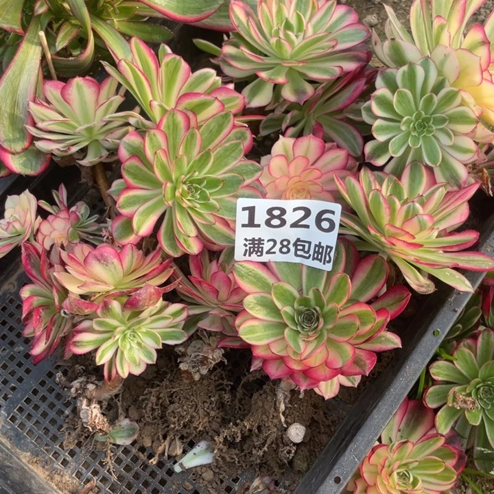 卢*1826倾城母本二号棚E