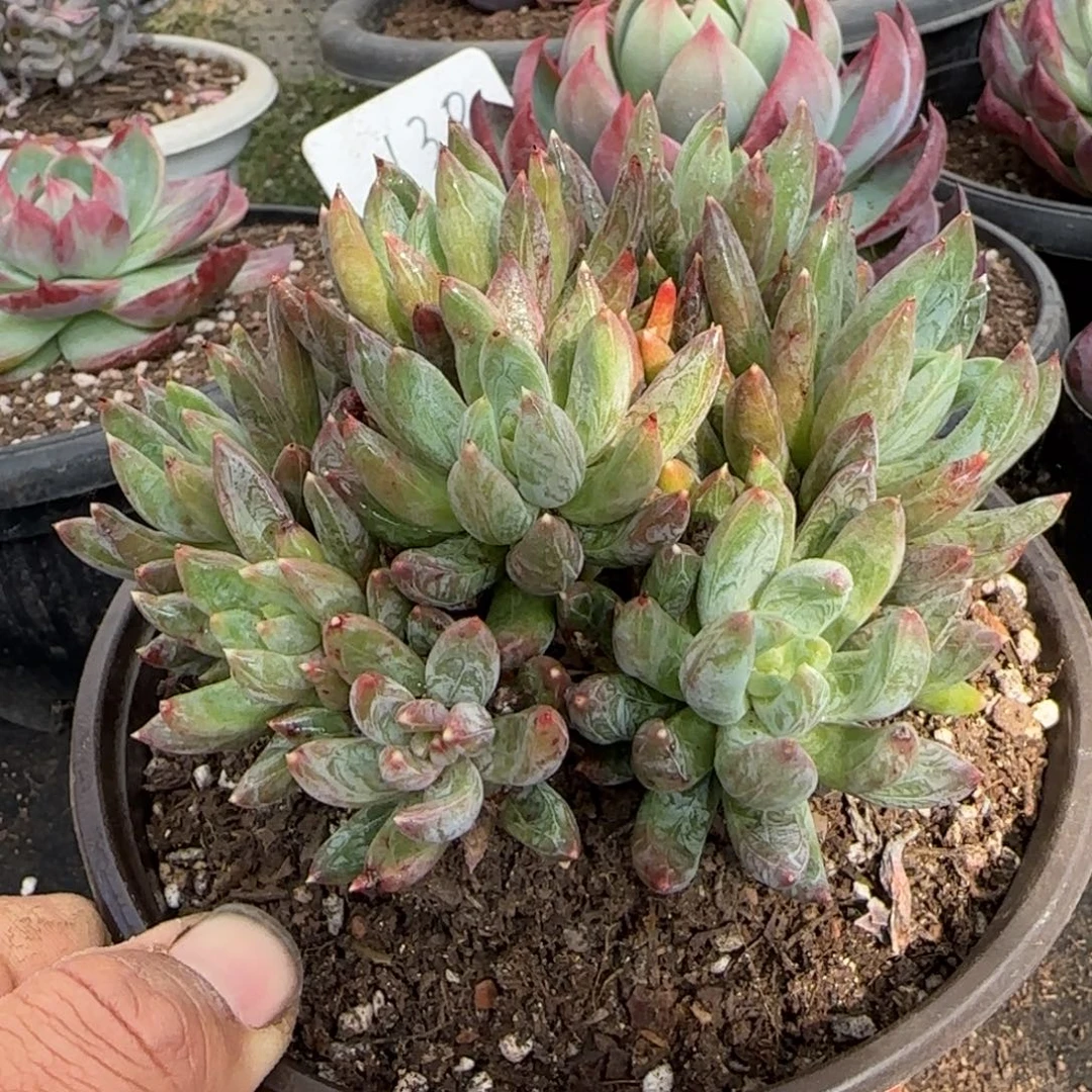 炫彩星多肉植物多肉