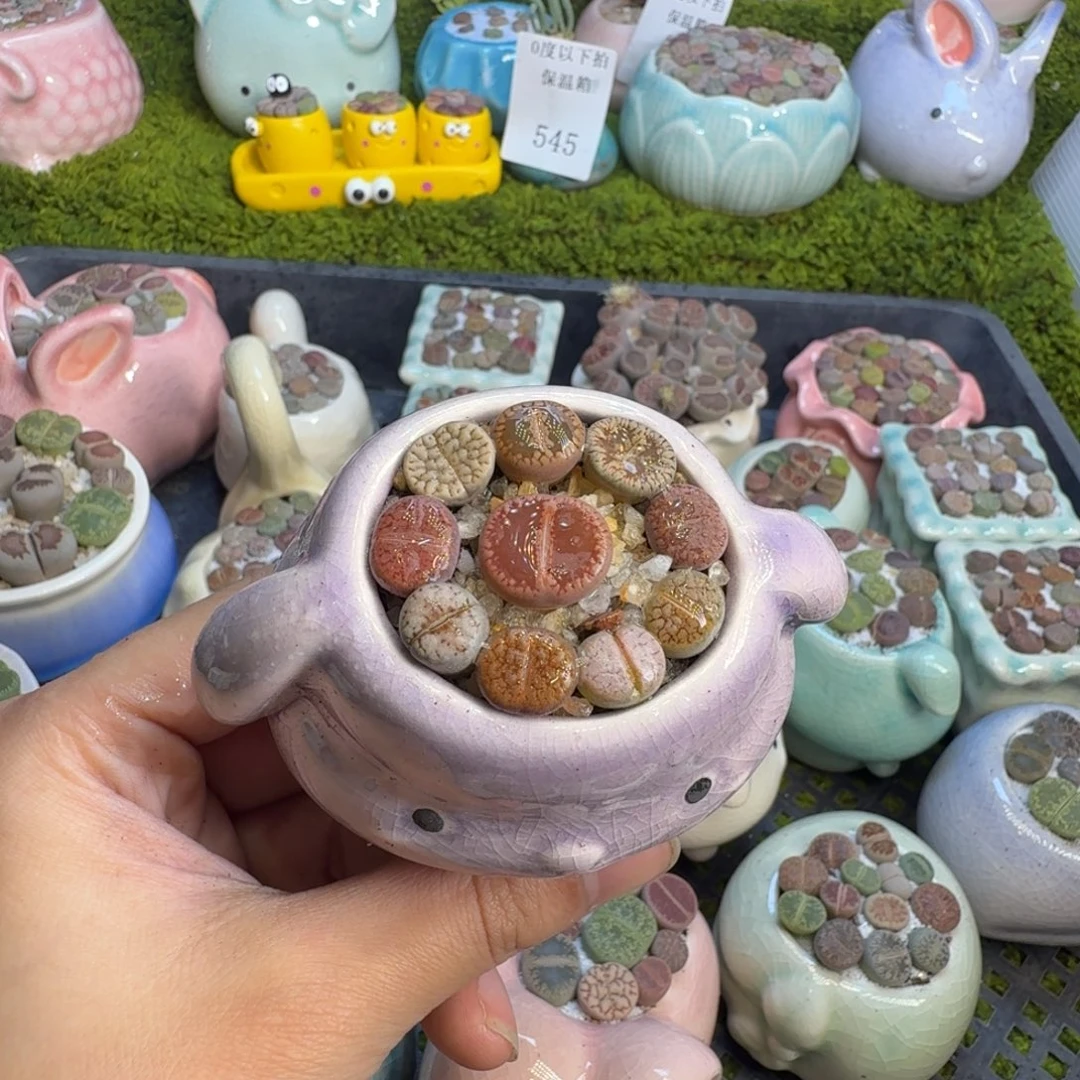 多肉葡萄的味道真的561