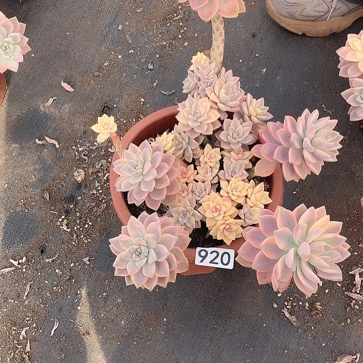 920 淡雪锦 一物一拍